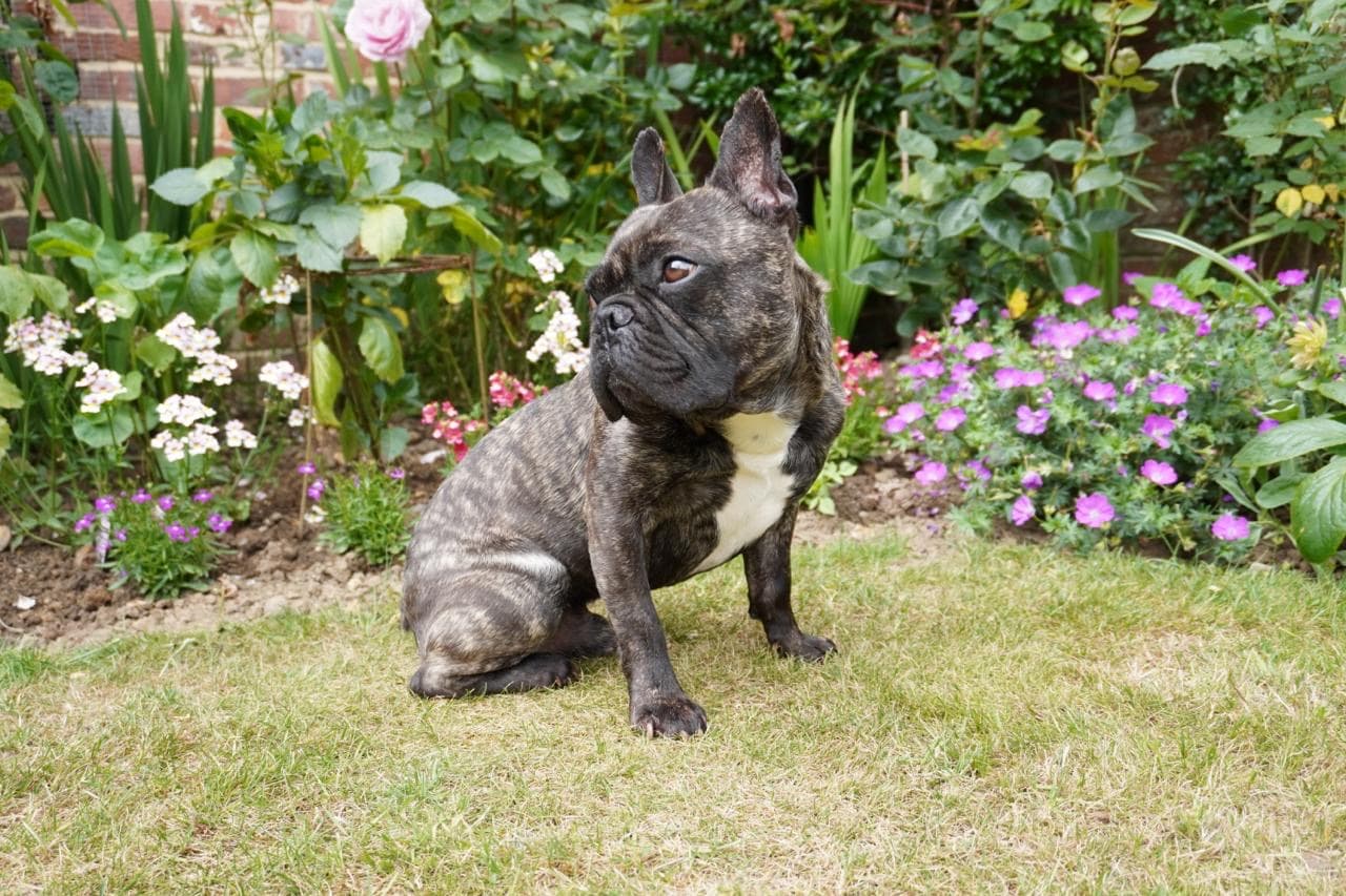 Nacho, chief mischief officer, in the garden
